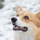 강아지꿈 이미지