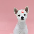 애견미용 견출지 노원점 이미지