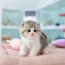 수원고양이분양 고사남 본점 이미지