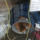 유석동물병원 | 고양이 요도성형술 후기