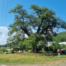 함안 영동리 회화나무 이미지