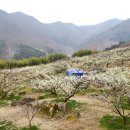 순천향매실마을 이미지