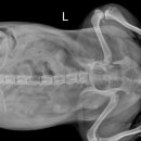 태전동물병원 이미지