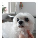 심쿵하개 이미지