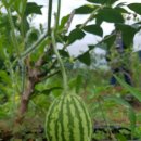 천을농장 이미지