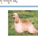 코카 24시 동물병원 이미지