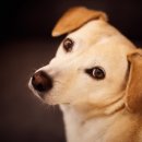 나는강아지 이미지