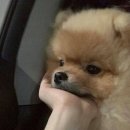 대호태권도 이미지