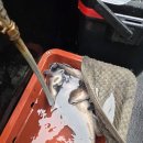 세븐일레븐군산뉴비응항점 | 비응항 뉴블루스타호 우럭 선상낚시(라이트지깅) 조행기(25.12.13)