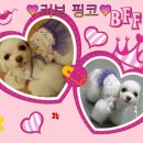 핑코애견 이미지