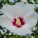 무궁화농장 이미지