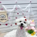 맡겨보개 이미지