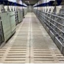 경기양돈 이미지