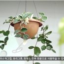 라이네쎄주
