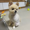 [포메슬개골탈구수술]포메수술/양쪽슬개골탈구수술/슬개골탈구후기
