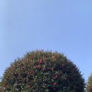 동백에어 B&B 이미지