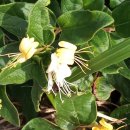 사월봄약국 이미지