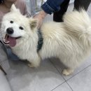 멍멍하개 이미지