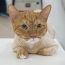 코냥코냥 이미지