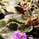 새한마음약국 이미지