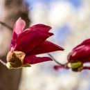 목련약국 이미지