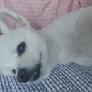 댕댕살롱앤스파 이미지