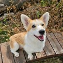 경기켄넬 이미지