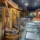 해남군-09 | [진도] 주말 아이와 함께 가기 좋은 해남공룡 박물관 _ 입장료와 전시 정보 솔직 후기