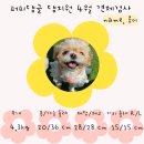 광주유치원 | 경기광주 애견유치원 퍼피댕글 호텔링 내돈내산 후기 추천