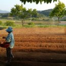 선향농장 이미지