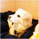 센트럴파크(302동) | 송도 애견동반 카페 갈로파커피로스터스 송도점 내돈내산