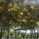 서울숲에서 만난 멜로망스 ! 서울가든 페스티벌 무료 공연 후기 (예약없이 현장 방문)