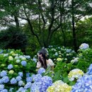 매물도리조트 | 거제 수국 여행코스 추천 : 썬트리팜 리조트 , 저구항 수국동산,파란대문 비교