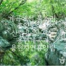 음암면사무소 | 계곡에선 물놀이, 휴양림에선 산림욕을! 서산 용현계곡과 용현자연휴양림