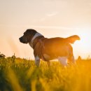 다나은동물병원 이미지