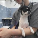 덕구살롱 | 청주 애견미용 가경동 애견미용 오마이 멍멍 미용 살롱