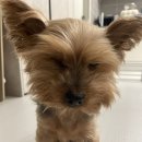 눈이튼튼 동물병원 | [단지] 12살 노견 수정체전방탈출 재발 / 수원 눈이튼튼동물병원 / 강아지 안구적출 관련하여.