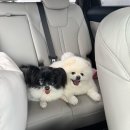 스텔라 달 마레 | [태안 숙소] 스텔라달마레 내돈내산 후기