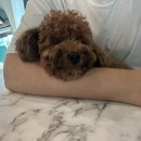 엘림동물병원 이미지