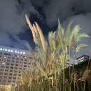 메종 글래드 제주  실외수영장 이미지