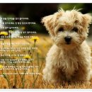 개이버