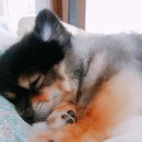 댕댕이천사 이미지