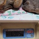 박달하지 이미지