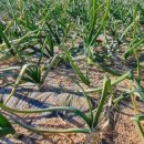 송진포항 이미지