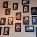 청주고양이입양지원센터 애니멀공화국 이미지