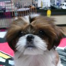 이쁘개 이쁘개 이미지