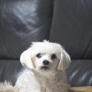 고롱고롱 이미지