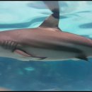 코엑스아쿠아리움 이미지