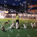 아이조아펫파크 대구점 이미지