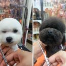 네모강아지 이미지